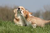 CORGI PEMBROKE 1285